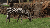 Atlanta Atl GIF by ZooATL