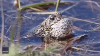 American Toads Come to Blows in Graceville Lake