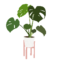 Plant Monstera Sticker