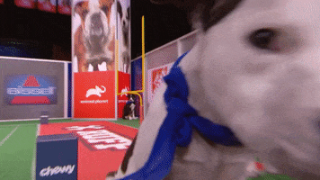 Animal Planet GIF by Puppy Bowl