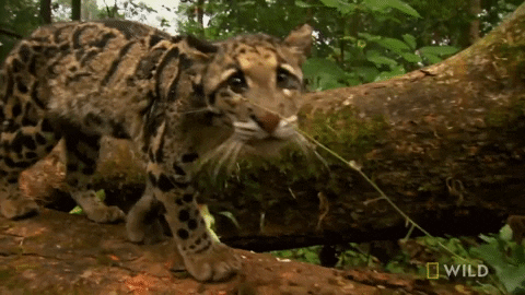 ZooPortraits giphygifmaker GIF