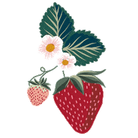 Strawberry Fields Sticker by Harveys Seatbelt Bag