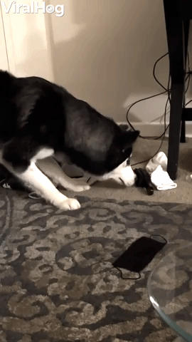 Dog Isn't Sure About Horsehair Brush