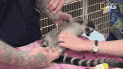 nat geo wild pets GIF by Dr. K's Exotic Animal ER