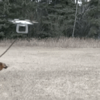 space doge GIF