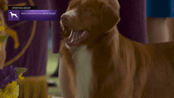 Happy Big Yawn GIF by Westminster Kennel Club