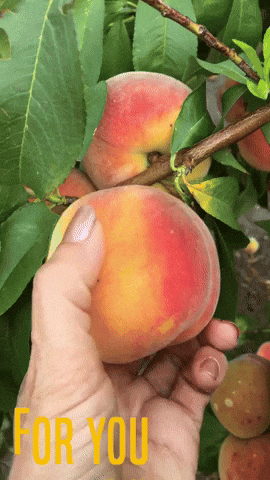 For You Peach GIF by Crystal Hills Organics