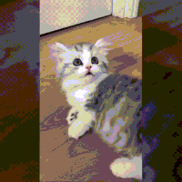 dance whisker GIF