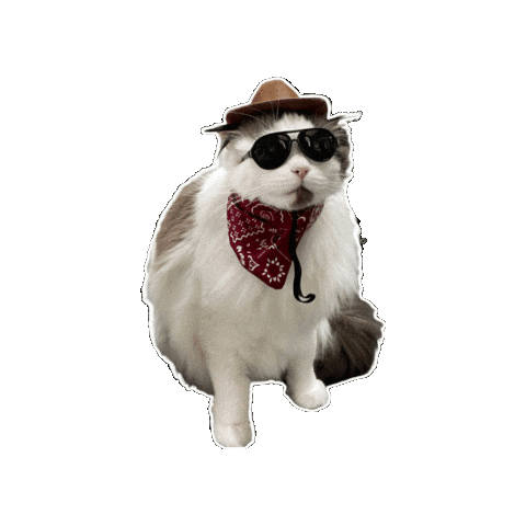 Ragdoll Cat Sticker by Rega Marketing