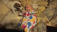 Jack Russell Terrier Loves Licking Baby's Face