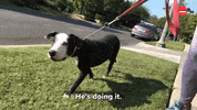 Cats Dogs GIF by BuzzFeed