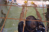 imacelebrityau GIF by I'm A Celebrity... Get Me Out Of Here! Australia