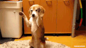 GIF by Demic