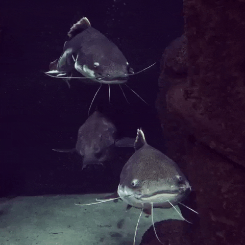 twinning best friends GIF by California Academy of Sciences