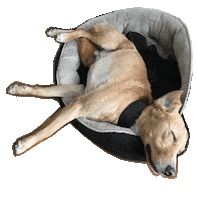 graficoiulian dog astronaut dealwithit nailedit Sticker