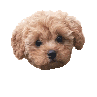 Dog Puppy Sticker