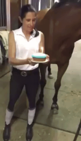 Horse Blows Out His Birthday Candles