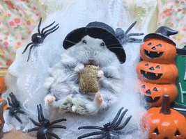 Hungry Hamster Is Ready for Halloween