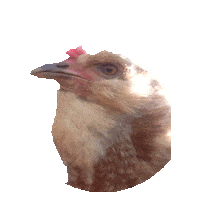 chicken STICKER by imoji