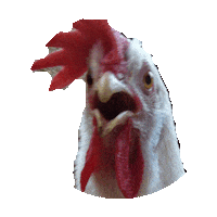 chicken STICKER by imoji