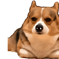 Fun Dog Sticker