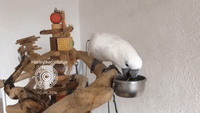 Smart Cockatoo Drinks from Cup