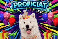 Congrats Bday GIF