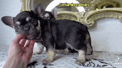 French Bulldog Friend GIF by Miamiregalblues