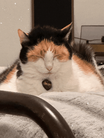 Tired Calico Cat GIF
