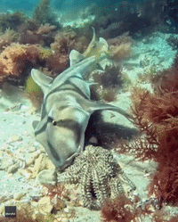 'Cheeky' Shark Steals Lunch From Starfish