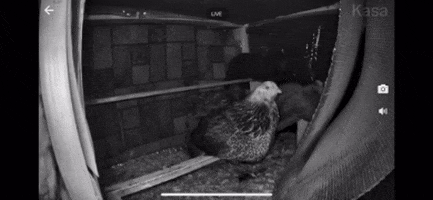 willgbabba57995944c0d9f81dc5349dde341 giphygifmaker giphygifmakermobile GIF