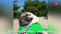 Skater Pug