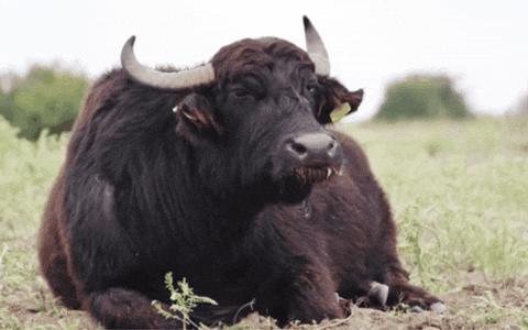 Cow Buffalo GIF