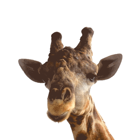 Africa Giraffe Sticker by HolidayPirates