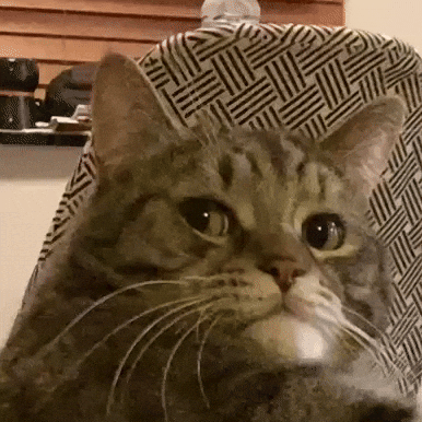 For Real What GIF