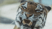 big cats GIF by Nat Geo Wild 