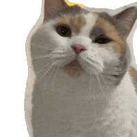 고양이 윙크 Sticker