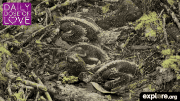 exploreorg love nature animal organic GIF