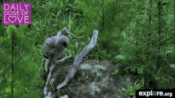 exploreorg love nature animal organic GIF