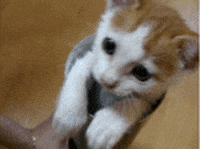 cat kitten GIF