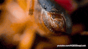 GIF by KQEDScience
