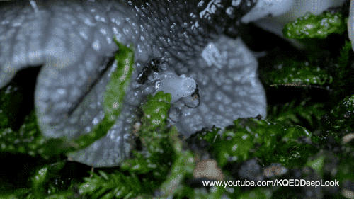 snail GIF by PBS Digital Studios