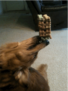 Dog Biscuit GIF