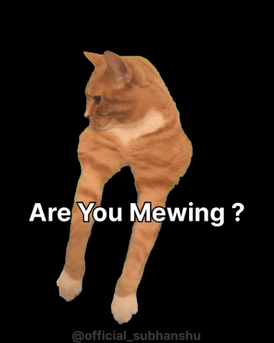 Cats GIF