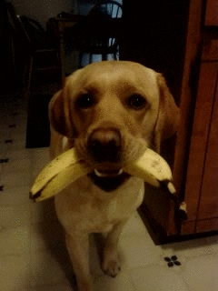dog banana GIF