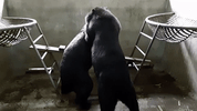 star and mekong play GIF