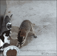 thief GIF