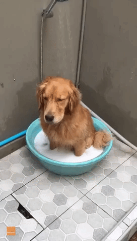 Bath Time Isn't All It's Cracked Up to Be for This Pooch