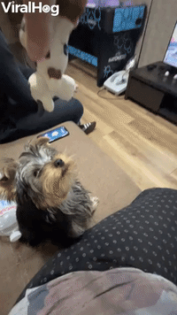 Yorkie Leaps Into Beanbag After Toy