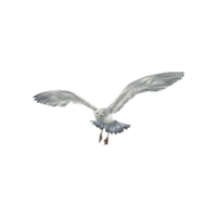 MarieWelke3 bird flying seagull Sticker
